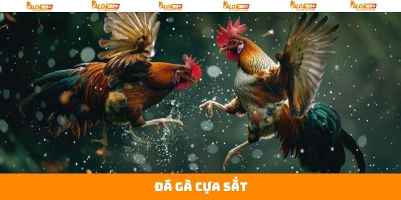 Đá Gà Cựa Sắt - Chiêm Ngưỡng Trận Chiến Kịch Liệt Tại Alo789