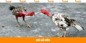 Đá Gà Nòi - Cuộc Đối Đầu Gay Cấn Giữa Chiến Kê Tại Alo789