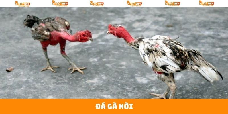 Đá Gà Nòi - Cuộc Đối Đầu Gay Cấn Giữa Chiến Kê Tại Alo789