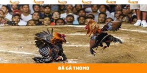 Đá Gà Thomo - Hòa Mình Vào Không Khí Kịch Tính Tại Alo789