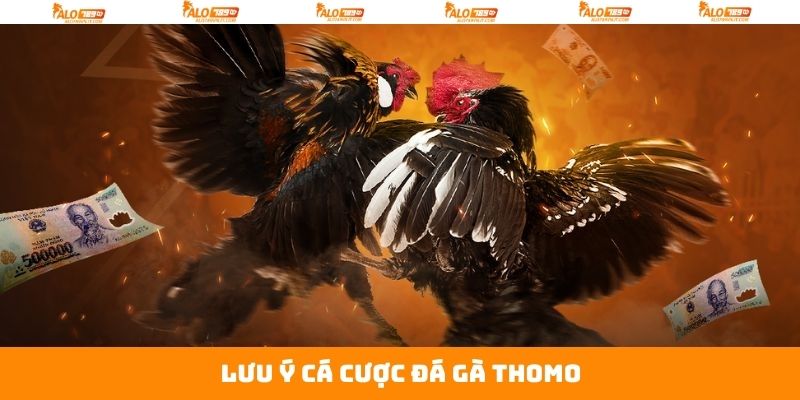 Đá Gà Thomo - Hòa Mình Vào Không Khí Kịch Tính Tại Alo789 4 Những yếu tố giúp thắng nhanh trong đá gà Thomo