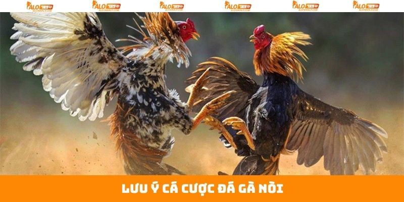 Đá Gà Nòi - Cuộc Đối Đầu Gay Cấn Giữa Chiến Kê Tại Alo789 4 Những điểm nên quan tâm khi chơi đá gà nòi