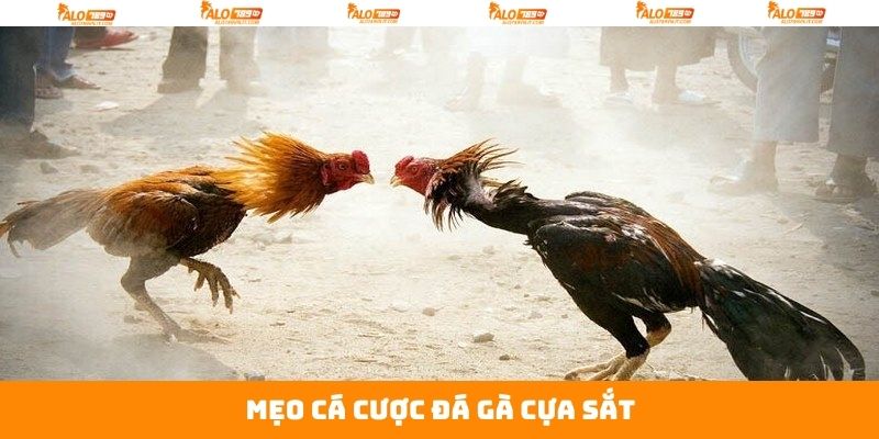 Đá Gà Cựa Sắt - Chiêm Ngưỡng Trận Chiến Kịch Liệt Tại Alo789 4 Chi tiết mẹo chơi chinh phục đá gà đỉnh cao