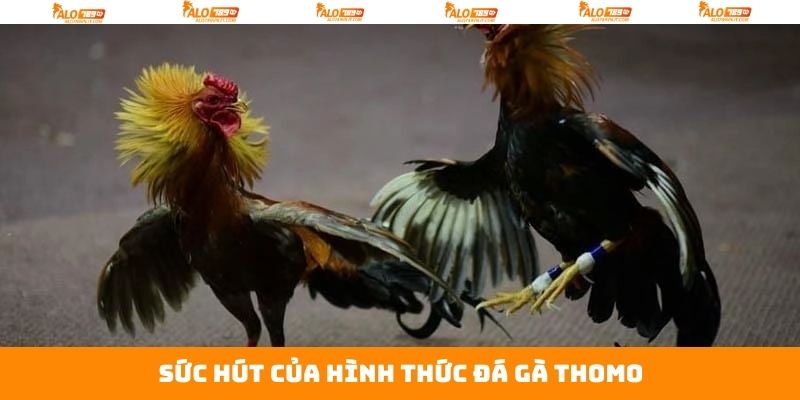 Đá Gà Thomo - Hòa Mình Vào Không Khí Kịch Tính Tại Alo789 3 Một vài ưu điểm chỉ có ở đá gà Thomo tại Alo789