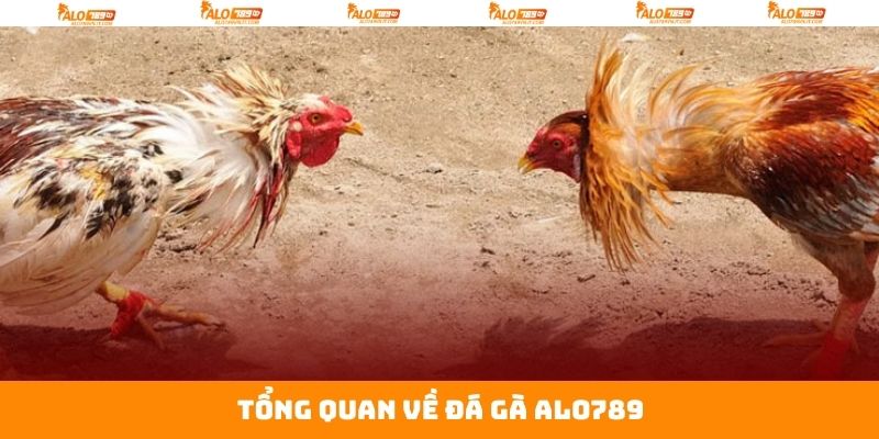 Đánh giá chung về chọi gà tại Alo789