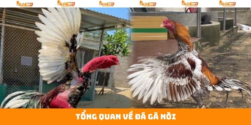 Đá Gà Nòi - Cuộc Đối Đầu Gay Cấn Giữa Chiến Kê Tại Alo789 2 Thông tin cơ bản liên quan đến chọi gà nòi