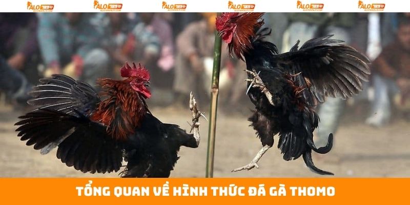Đá Gà Thomo - Hòa Mình Vào Không Khí Kịch Tính Tại Alo789 2 Khám phá chi tiết hình thức chọi gà Thomo