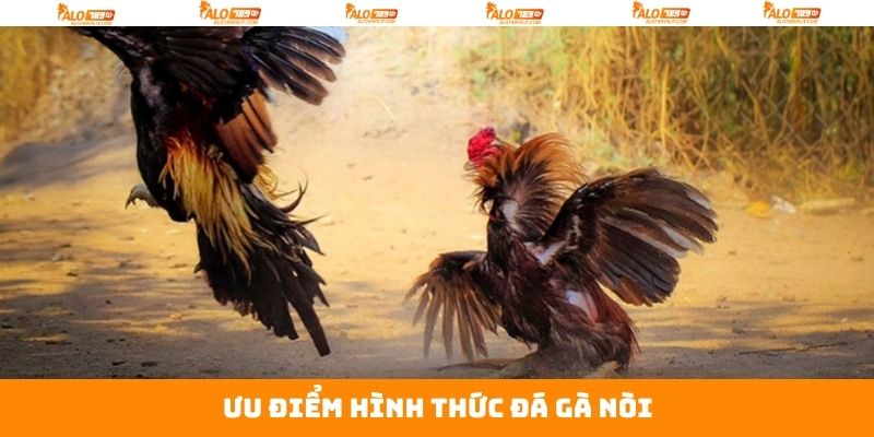 Đá Gà Nòi - Cuộc Đối Đầu Gay Cấn Giữa Chiến Kê Tại Alo789 3 Đặc điểm nổi bật trong đá gà nòi tại Alo789